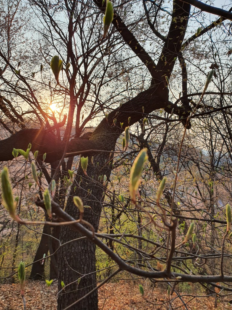 sunlight through trees sunrise