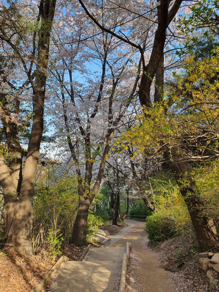 cherry blossoms forsythia mountain trail