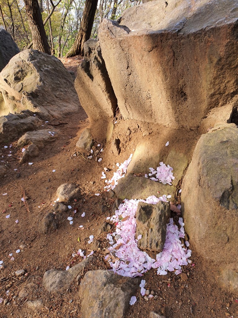 cluster of cherry blossom petals ground