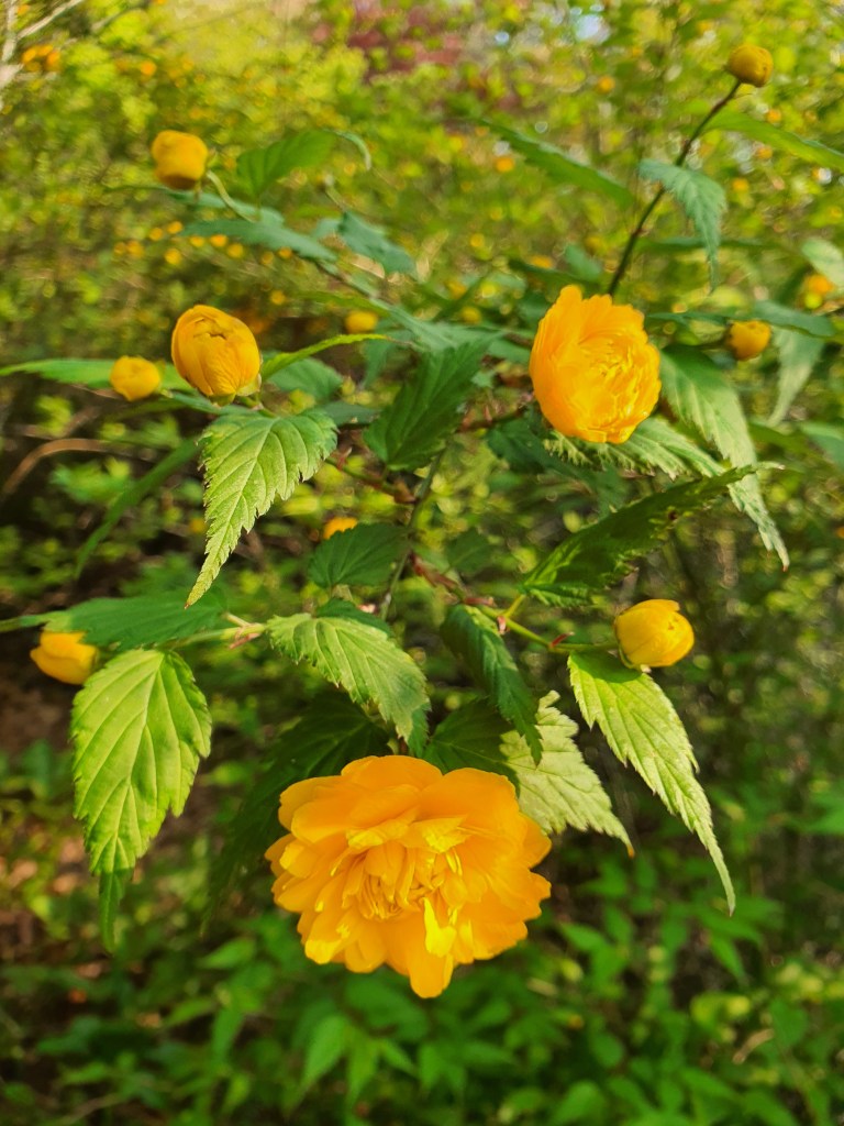 yellow kerria flowers
