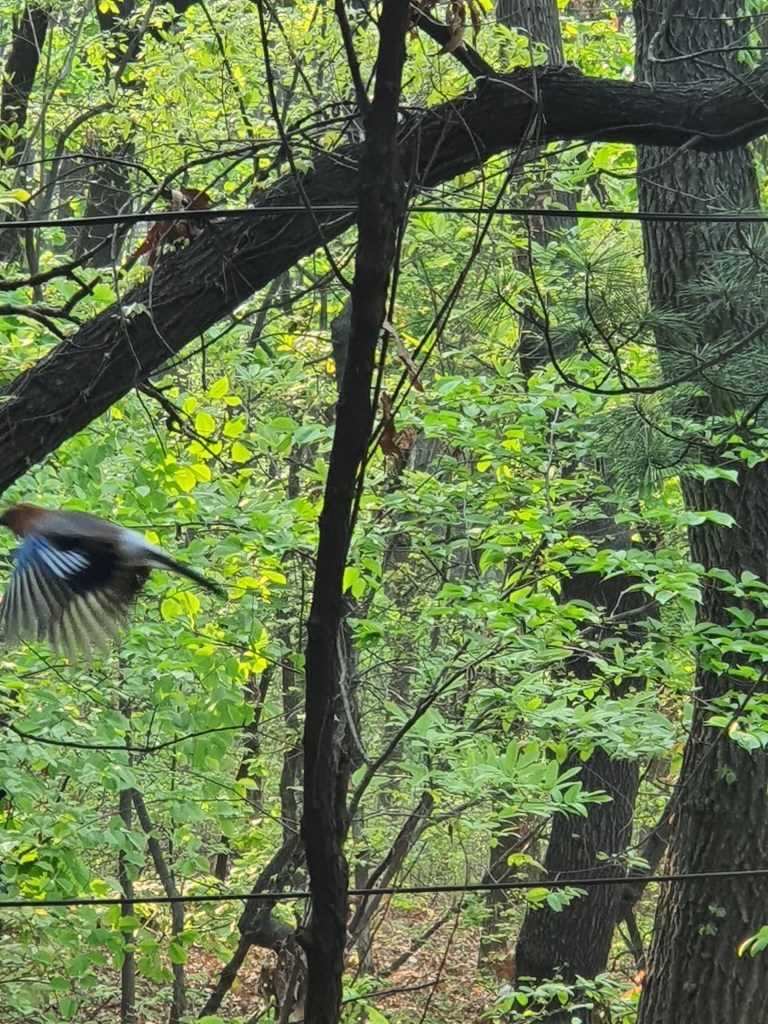 blue bird in flght mountain