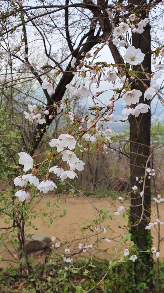 korea cherry bossoms forest