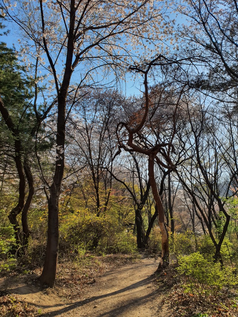 sunny forest trail korea