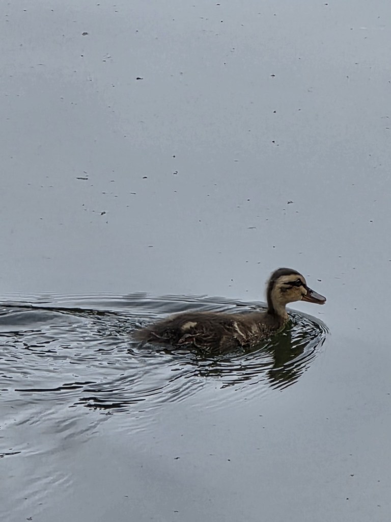 baby mallard duck